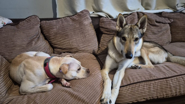 Czechoslovakian wolfhound
