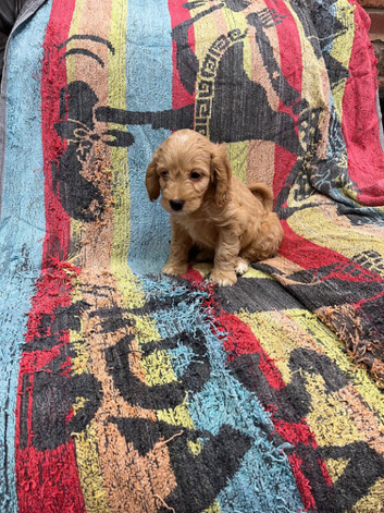 Absolutley gorgeous Cockapoo x puppies