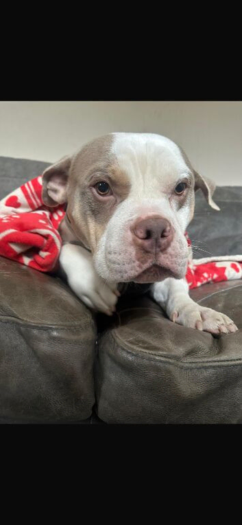 Pocket bully
