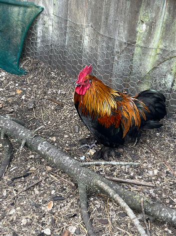 Rescued Bantam Cockerel