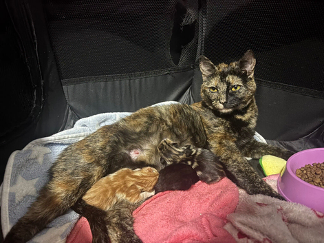 4 stunning kittens