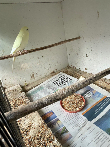 Budgies for sale