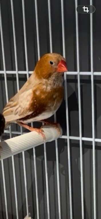 Triple orange