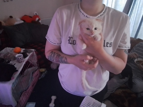 7 Lovely fluffy ragdoll/Scottish fold kittens