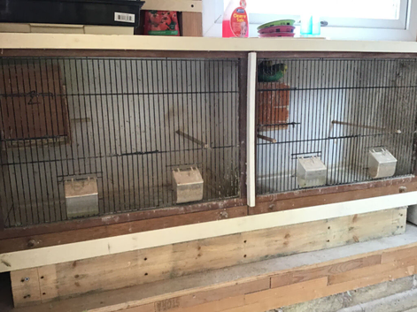 Complete budgie setup including birds