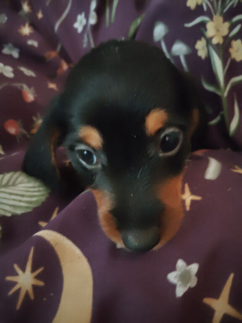 Miniature Dachshund puppies for sale
