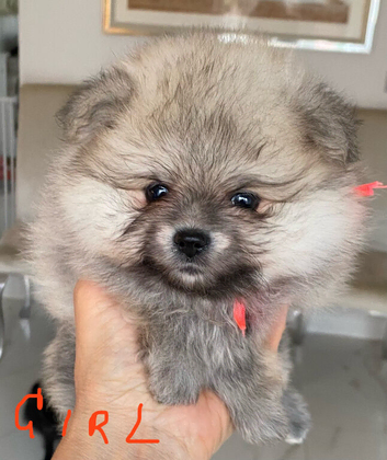 Beautiful Pom puppies for sale in Gainsborough