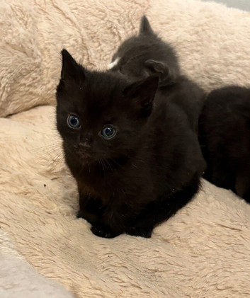 2 black kittens