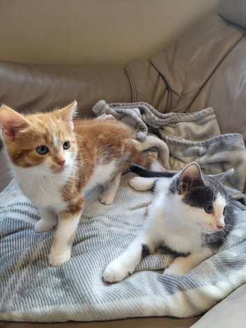 Male kittens 10 weeks old ready to go