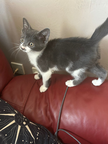 Female kitten looking for a loving home