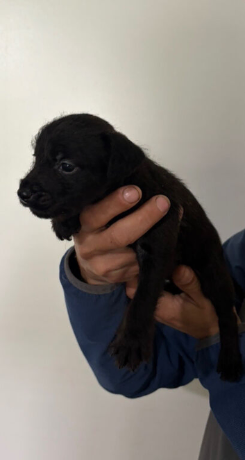 3 Patterdale terrier boys