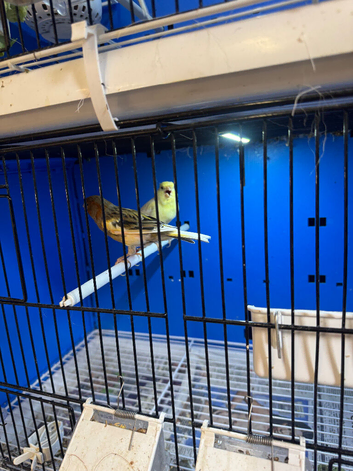 Pair of 2024 colour canaries