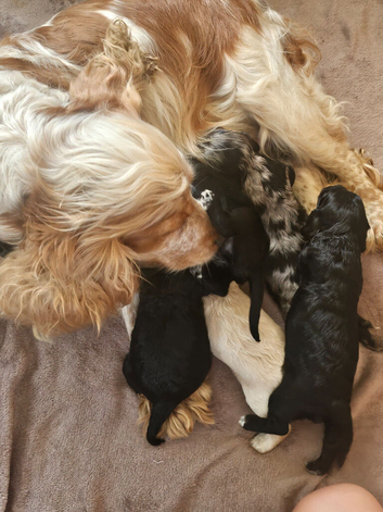Cockerpoo puppies