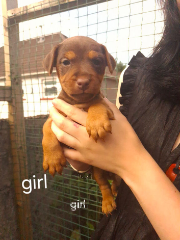 Patterdale pups
