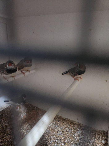 6 young pairs