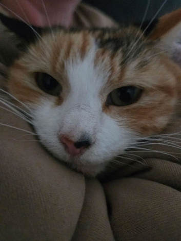 Kittens looking for forever home