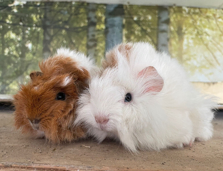 Guinea pig sows/girls