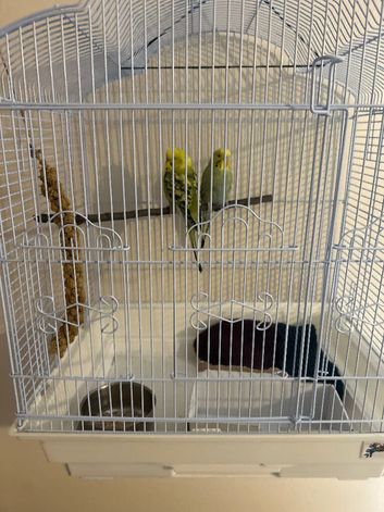 Budgies for sale