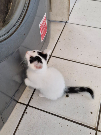 White and black kitten