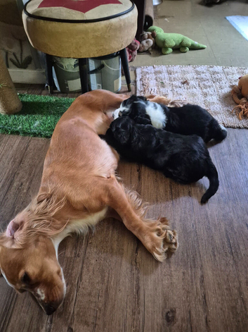 X2 W -cocker x border collie pups ready to reserve