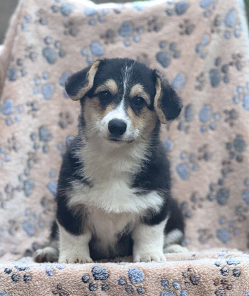 Corgi Pembroke puppies available for sale