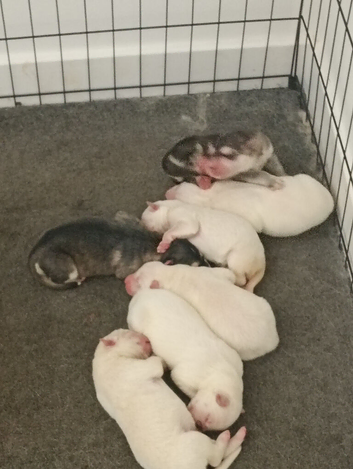 Shepsky puppies