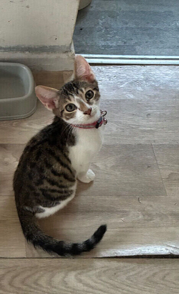 Needs a home asap