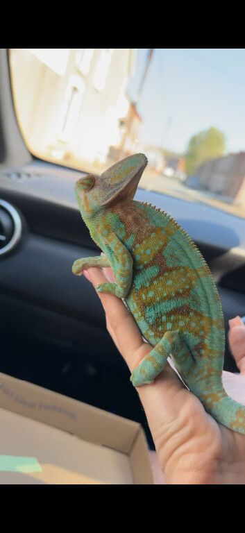 veiled chameleon with full setup