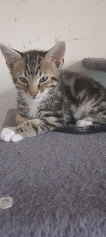 9 week old kittene