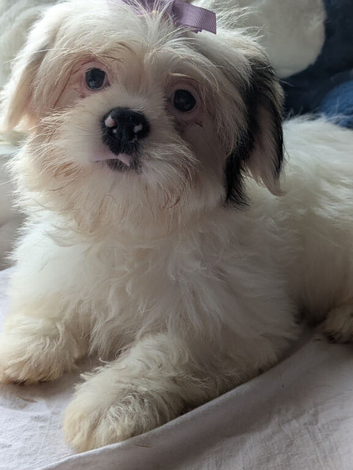 Lhasa apso boys and girls puppies