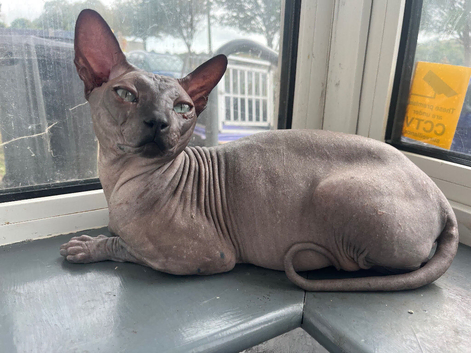 Dobby sphynx cat