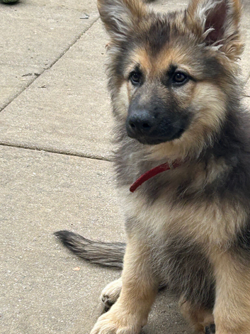 German shepherd puppies