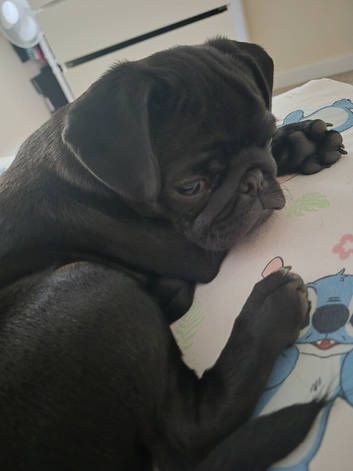 Black pug pup