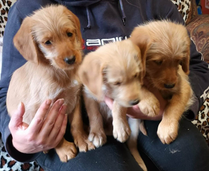READY NOW. GOLDEN MINIATURE LABRADOODLE BOYS FROM 5* LICENCED BREEDER.