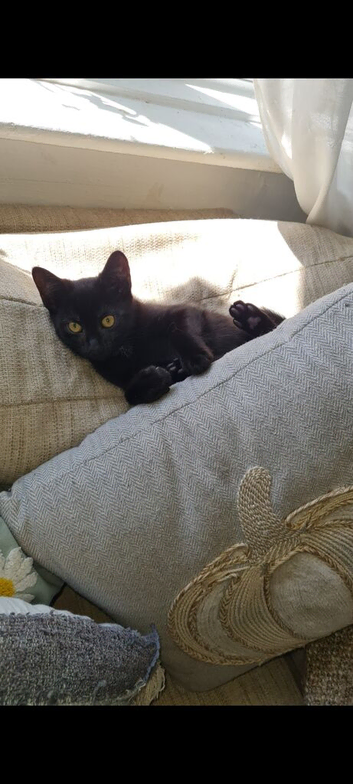 Black female kitten 12 weeks old