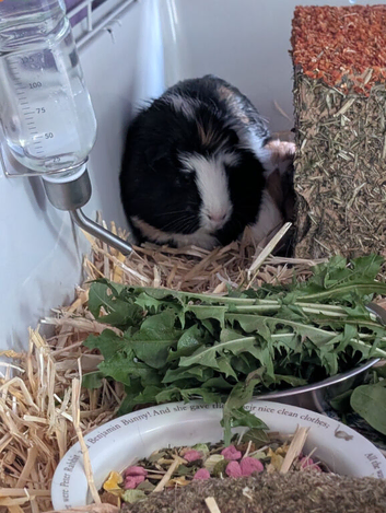 2 bonded female guinea pigs