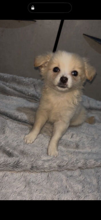 Pomchi puppies