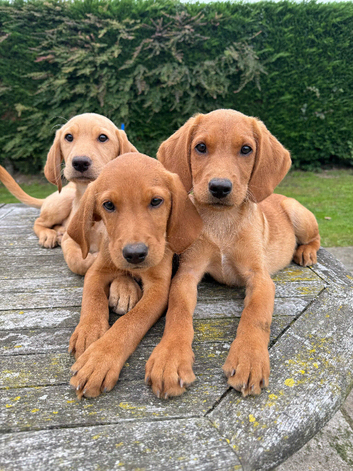 Fox red & Yellow Labrador Puppies