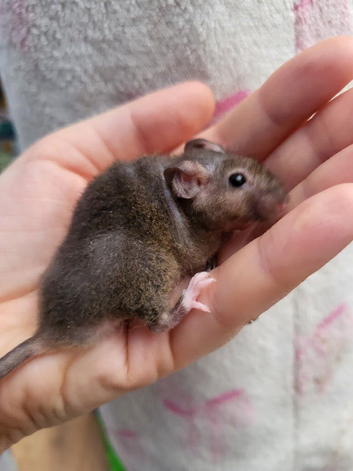 Male mouse for sale