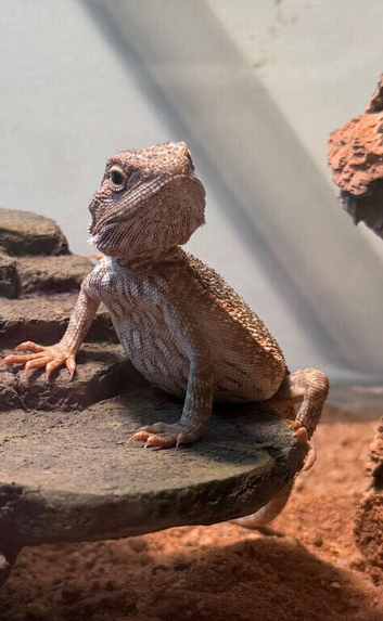 Baby bearded dragon