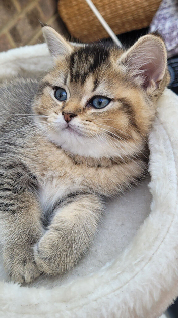 Chinchillas Scottish fold kittens
