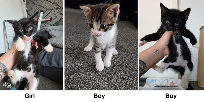 3 babies looking for furever homes