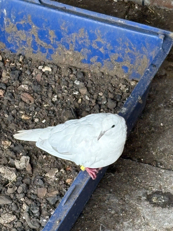Beautiful pair of Barbary/java doves