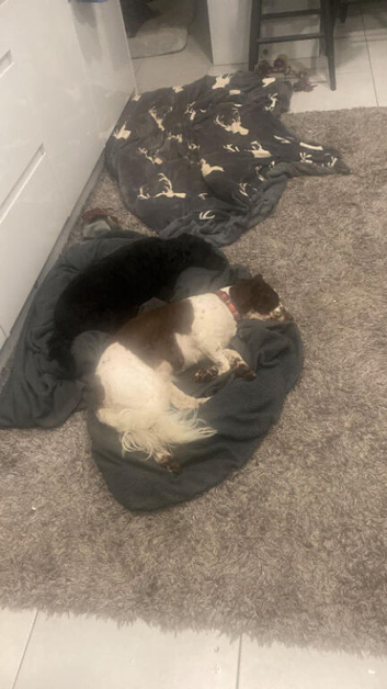 5 cavapoo for sale