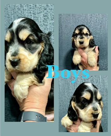 KC reg show type Cocker Spaniel Puppies from DNA tested parents