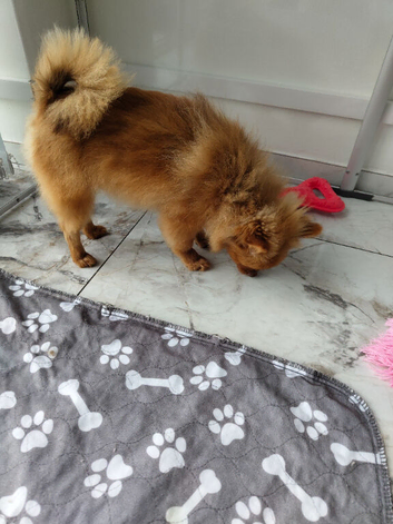 KC registered red male pin 5 generation pedigree