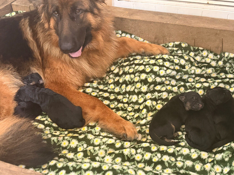KC Reg show line long haired German Shepherds