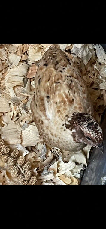 Free pair of Japanese quail