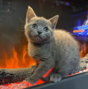 Bsh mix little lady