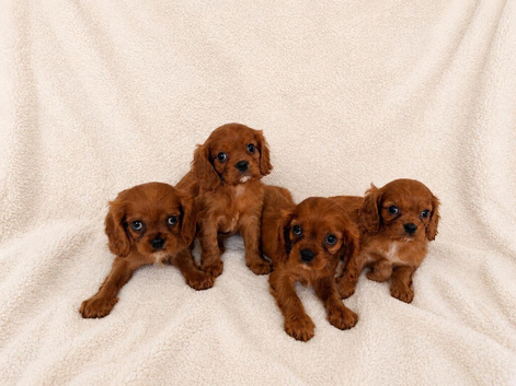 4 boy puppies left available